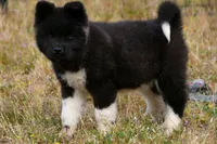 WMM2, a male Akita for sale in Anza, CA – Photo 4 of 10