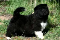 WMM2, a male Akita for sale in Anza, CA – Photo 4 of 10