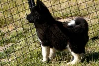 WMM2, a male Akita for sale in Anza, CA – Photo 3 of 10