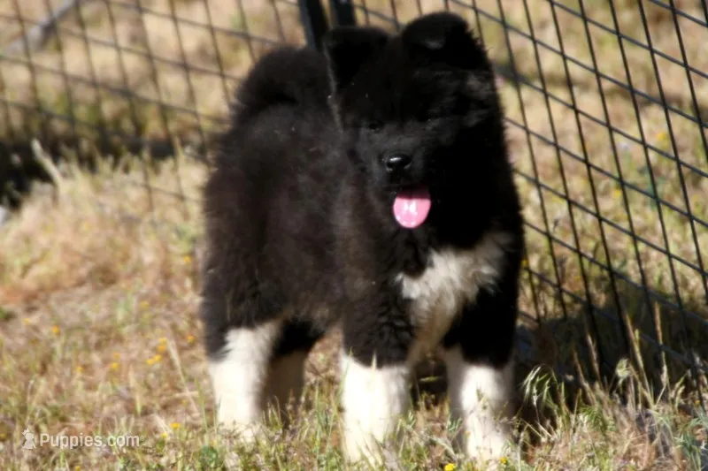 WMM2 – Akita puppy for sale in Anza, CA