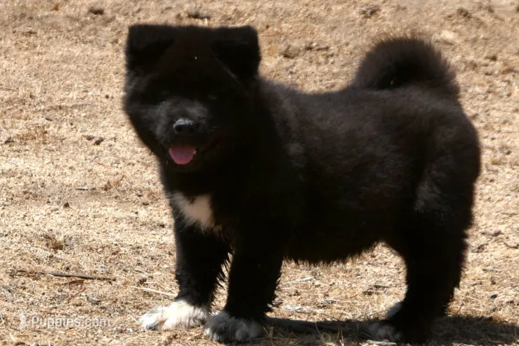 MKM1 – Akita puppy for sale in Anza, CA