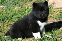 WMF1. HOLD, a female Akita for sale in Anza, CA – Photo 8 of 8