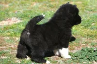 WMF1. HOLD, a female Akita for sale in Anza, CA – Photo 6 of 8