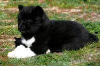 WMF1. HOLD, a female Akita for sale in Anza, CA – Photo 4 of 8
