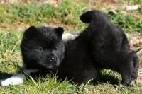 WMF1. HOLD, a female Akita for sale in Anza, CA – Photo 3 of 8