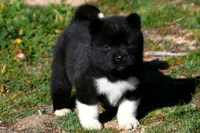 WMF1. HOLD, a female Akita for sale in Anza, CA – Photo 5 of 8