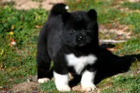 WMF1. HOLD, a female Akita for sale in Anza, CA – Photo 7 of 8
