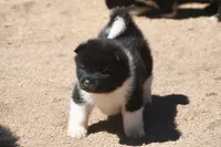 EOF0 HOLD, a male Akita for sale in Anza, CA – 6 of 6