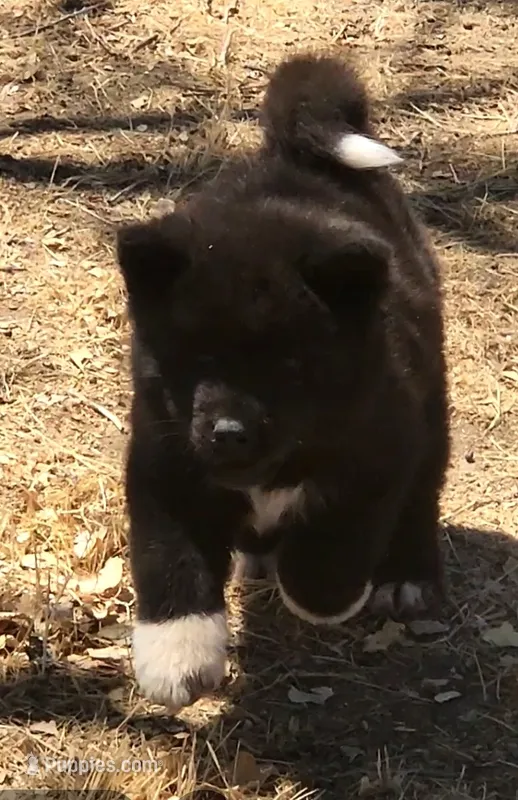 MKM1 – Akita puppy for sale in Anza, CA