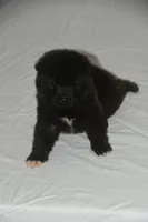 RUGER, a male Akita for sale in Anza, CA – 10 of 10