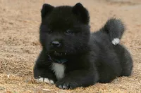 NTM1 HOLD, a male Akita for sale in Anza, CA – 2 of 7