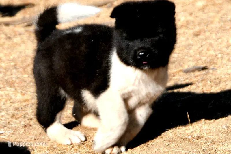 LFM1  – Akita puppy for sale in Anza, CA