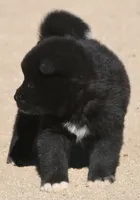 EOM3 , a male Akita for sale in Anza, CA – 7 of 10