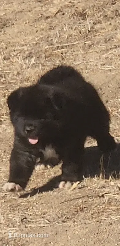 DMF1  – Akita puppy for sale in Anza, CA