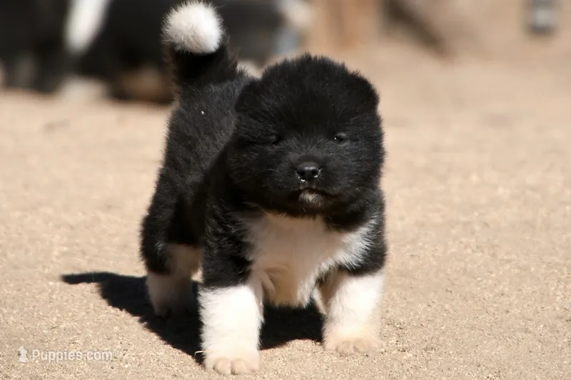PKF2 – Akita puppy for sale in Anza, CA
