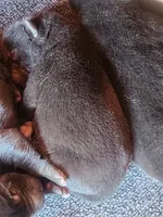 NTF1, a female Akita for sale in Anza, CA – 1 of 4