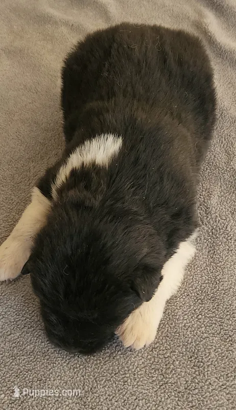 MKM2 HOLD – Akita puppy for sale in Anza, CA