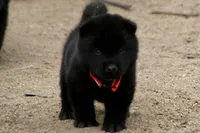 NTM0 SOLID JET BLACK, a male Akita for sale in Anza, CA – 5 of 5