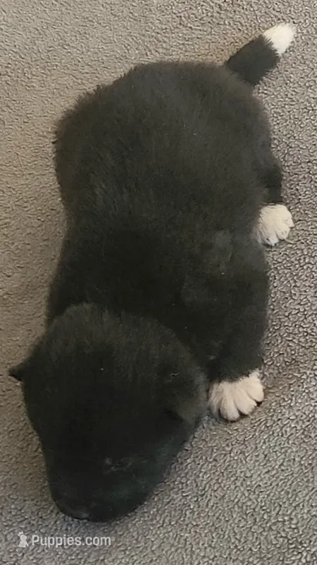 NTF3 – Akita puppy for sale in Anza, CA