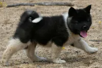 EOF0 HOLD, a female Akita for sale in Anza, CA – 9 of 10