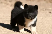 EOF1 HOLD, a female Akita for sale in Anza, CA – 9 of 10