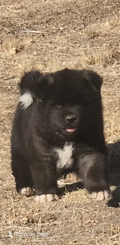 DMF1  – Akita puppy for sale in Anza, CA