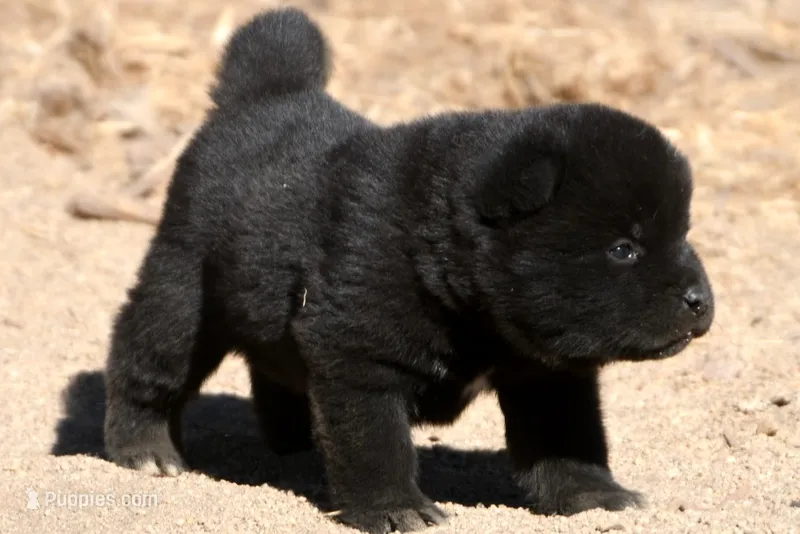 PKF1 – Akita puppy for sale in Anza, CA