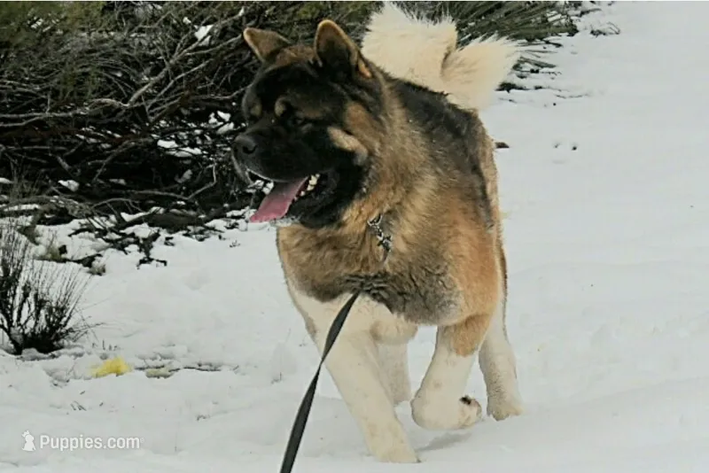 MKF2 – Akita puppy for sale in Anza, CA