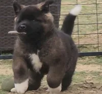 DMM1 HOLD HACHI JEFTE/HAZEL, a male Akita for sale in Anza, CA – 7 of 10