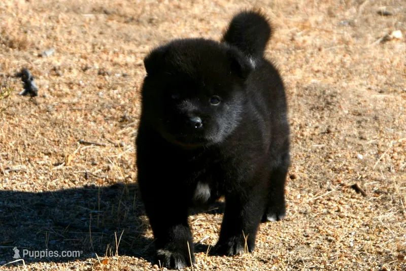 PKF1 – Akita puppy for sale in Anza, CA