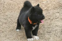 NTF3, a female Akita for sale in Anza, CA – 5 of 8