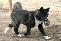 GLM3, a  Akita for sale in Anza, CA – 3 of 4