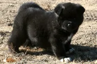 DMF1 SOLD MELISSA, a female Akita for sale in Anza, CA – 1 of 9