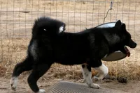 WMF3, a female Akita for sale in Anza, CA – 8 of 10