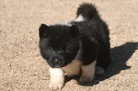 EOF0 HOLD, a male Akita for sale in Anza, CA – 2 of 6