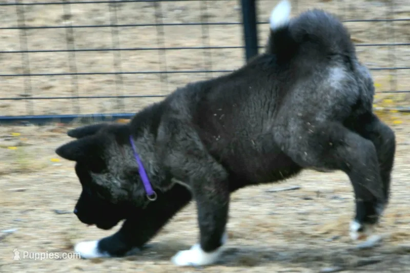 NTF2  – Akita puppy for sale in Anza, CA