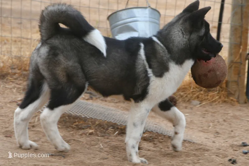 WMF4   – Akita puppy for sale in Anza, CA