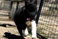 SWF2, a female Akita for sale in Anza, CA – Photo 9 of 10