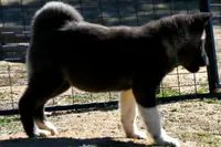 SWF2, a female Akita for sale in Anza, CA – Photo 8 of 10