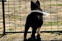 SWF2, a female Akita for sale in Anza, CA – Photo 7 of 10