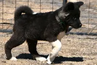 SWF2, a female Akita for sale in Anza, CA – Photo 3 of 10