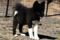 SWF2, a female Akita for sale in Anza, CA – Photo 5 of 10