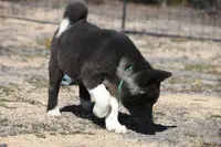 SWF2, a female Akita for sale in Anza, CA – Photo 10 of 10