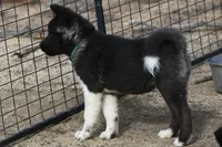 SWF2, a female Akita for sale in Anza, CA – Photo 1 of 10