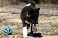 SWF2, a female Akita for sale in Anza, CA – Photo 6 of 10