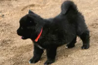 NTF1, a female Akita for sale in Anza, CA – 2 of 10