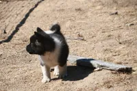 EOF0, a female Akita for sale in Anza, CA – 8 of 8