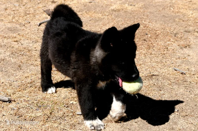 NTF2  – Akita puppy for sale in Anza, CA