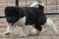 LFM1 HOLD, a male Akita for sale in Anza, CA – 3 of 7