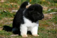 WMM1, a male Akita for sale in Anza, CA – Photo 5 of 9